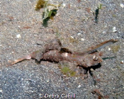 Orange & Black Dragonet Lembeh Strait Indonesia by Debra Cahill 